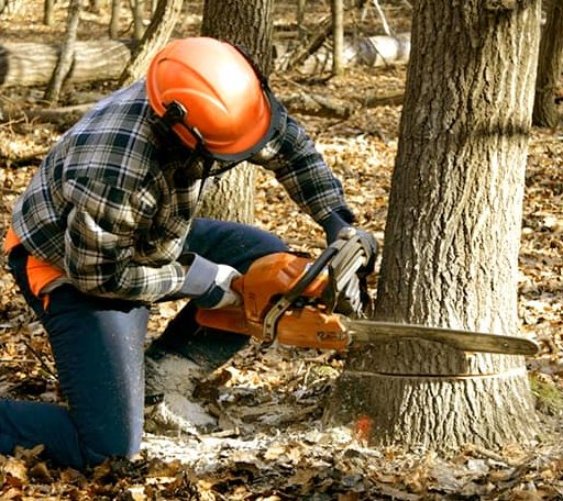 Tree Removal in Quinault, WA